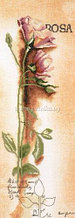 *** PN-0008050 "Роза Ботаническая" (Rosa - Botanical) ***