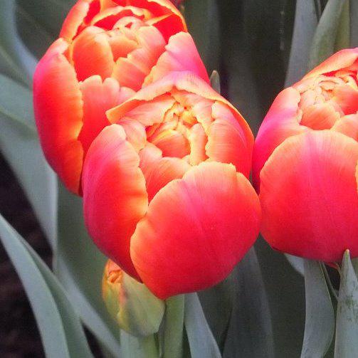 Тюльпаны голландских сортов. - фото 2 - id-p73506797