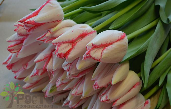 Тюльпаны элитные - фото 10 - id-p74279314