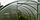 Теплица Титан Агро 3х8 м. из трубы 20*40мм, (0.67)см, фото 3