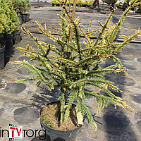 Ель обыкновенная "Norrkoping" (Picea abies) С10 110-120см