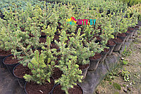 Ель колючая "Kaibab" (Picea pungens) С7,5
