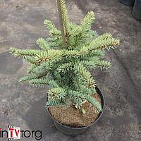 Ель колючая "Barabits Compact" (Picea pungens) С5