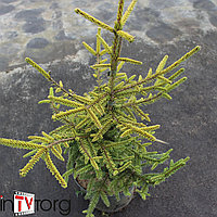 Ель восточная "Summergold" (Picea orientalis) С5