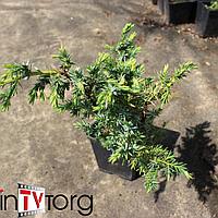 Можжевельник китайский "Blue Alps" (Juniperus squamata) С2