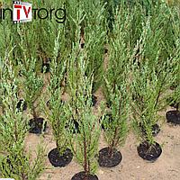 Можжевельник скальный "Blue Arrow" (Juniperus scopulorum) С3