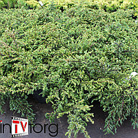 Можжевельник обыкновенный "Repanda" (Juniperus communis) C5