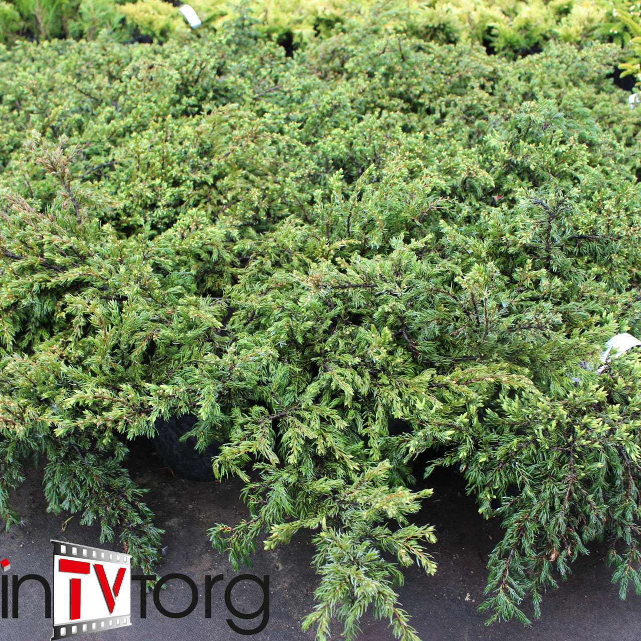 Можжевельник обыкновенный "Repanda" (Juniperus communis) C5 - фото 1 - id-p73413427