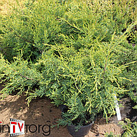 Можжевельник китайский "Kuriwao Gold" (Juniperus chinensis) С5