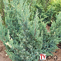 Можжевельник китайский "Stricta Variegata" (Juniperus chinensis) C15