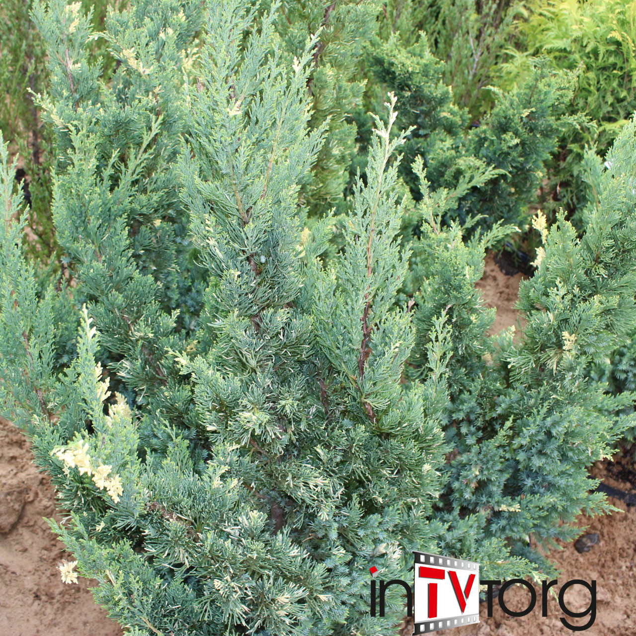 Можжевельник китайский "Stricta Variegata" (Juniperus chinensis) C15 - фото 1 - id-p73413429