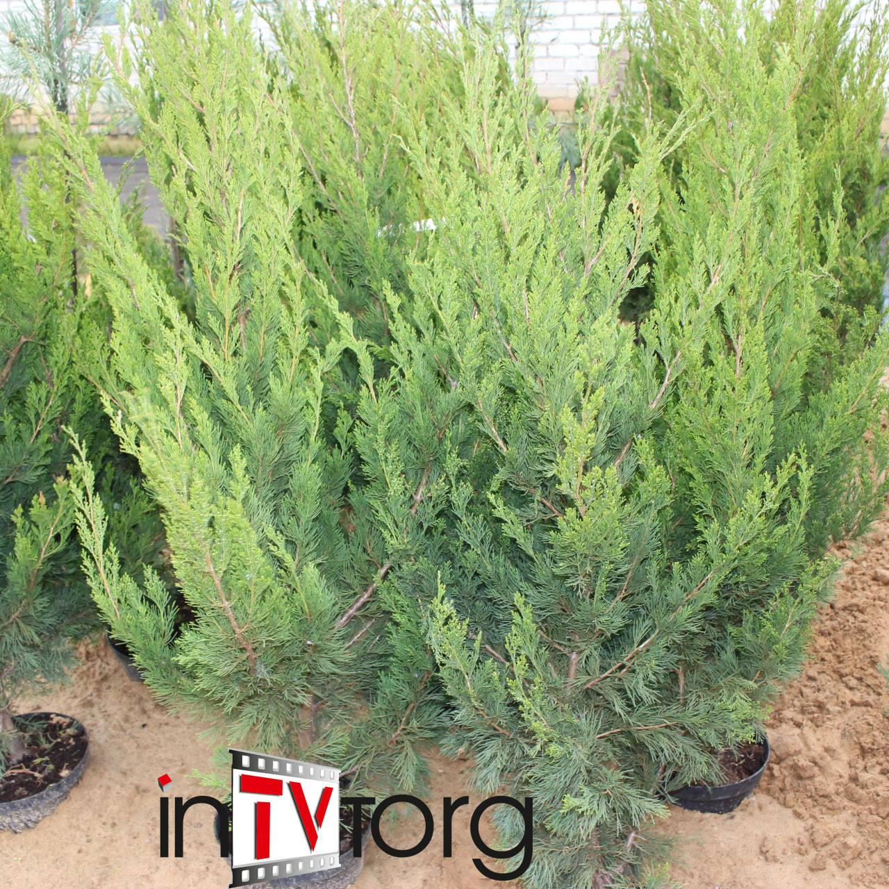 Можжевельник китайский "Spartan" (Juniperus chinensis) C7.5 - фото 1 - id-p73413430