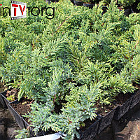 Можжевельник китайский "San Jose" (Juniperus chinensis) С7,5