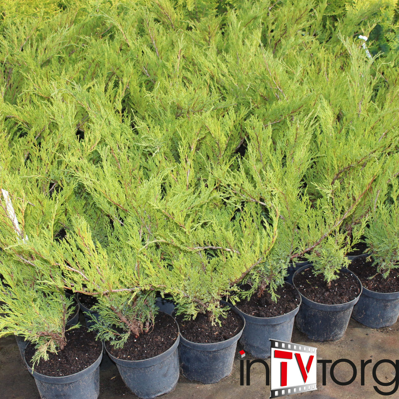 Можжевельник казацкий "Cuprescifolia" (Juniperus sabina) С5 - фото 2 - id-p73413434