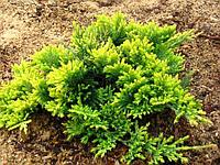 Можжевельник горизонтальный "Golden Carpet" (Juniperus horizontalis) С2