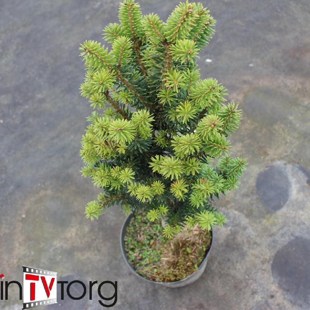 Пихта кавказская "Kulista" (Abies normanniana) С7,5 - фото 1 - id-p73492311