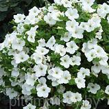 Сурфиния d10 в ассортименте, фото 2