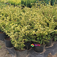 Тис ягодный "Elegantissima" (Taxus baccata) С5