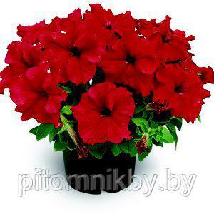 Петуния LIMRA RED d7