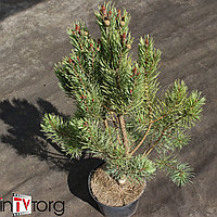 Сосна обыкновенная "Watereri" (Pinus sylvestris) С3