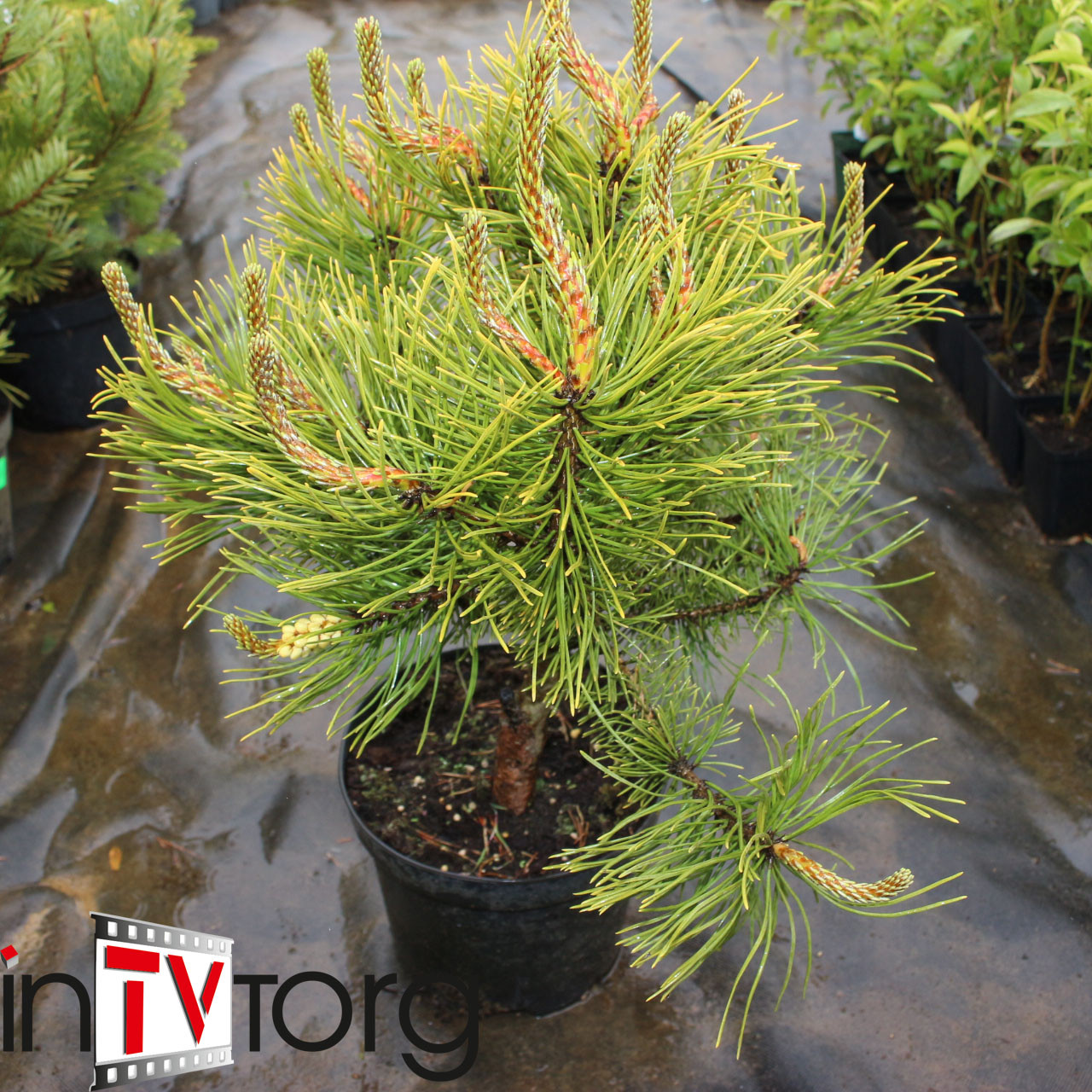 Сосна горная "Winter Gold" (Pinus mugo) С3 - фото 1 - id-p73501720