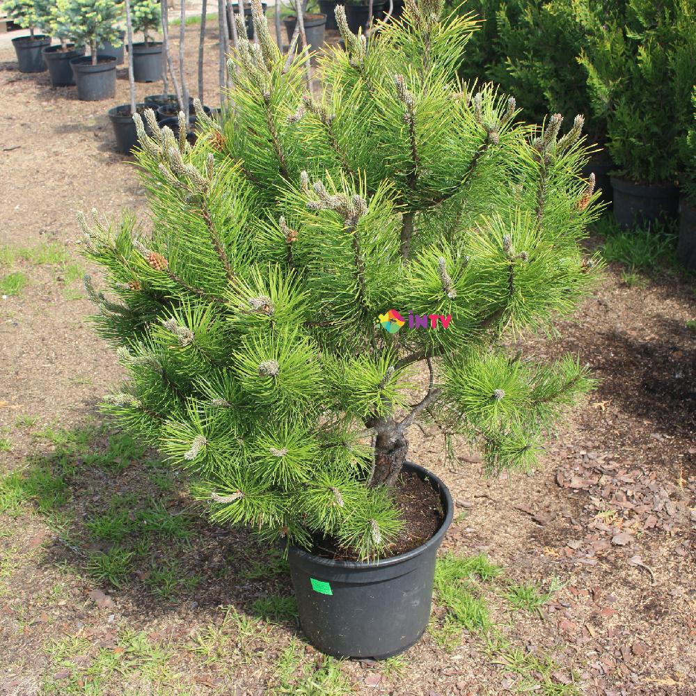 Сосна горная "Winter Gold" (Pinus mugo) С10 - фото 1 - id-p73501721