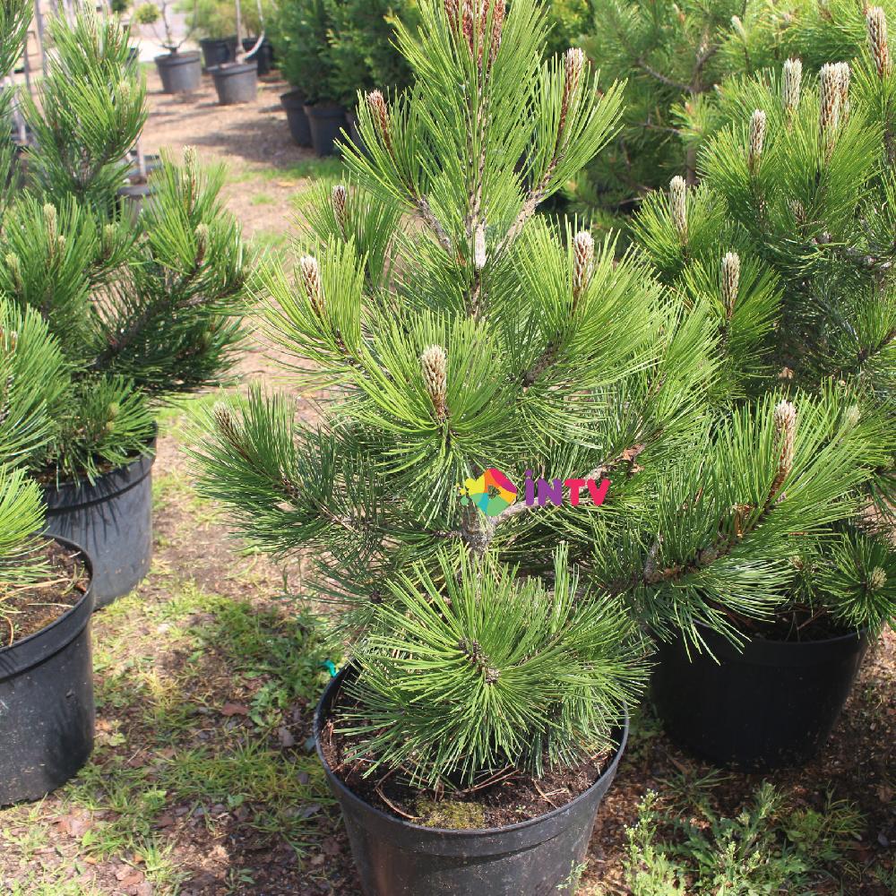 Сосна Гельдрейха "Compact Gem" (Pinus heldreichii) С5 - фото 1 - id-p73501729