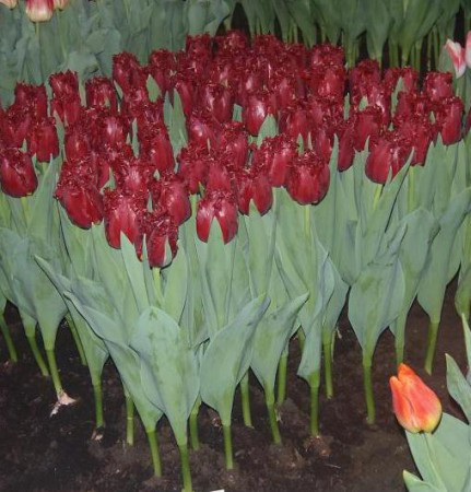 Красные тюльпаны - фото 8 - id-p73875881