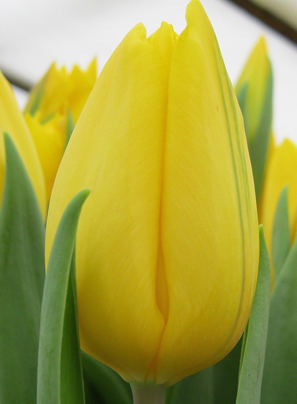 Сортовые голландские тюльпаны - фото 6 - id-p72196363