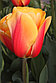 Сортовые голландские тюльпаны, фото 10