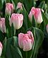 Белые и кремовые тюльпаны, фото 10