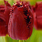 Тюльпаны бахромчатые, фото 4