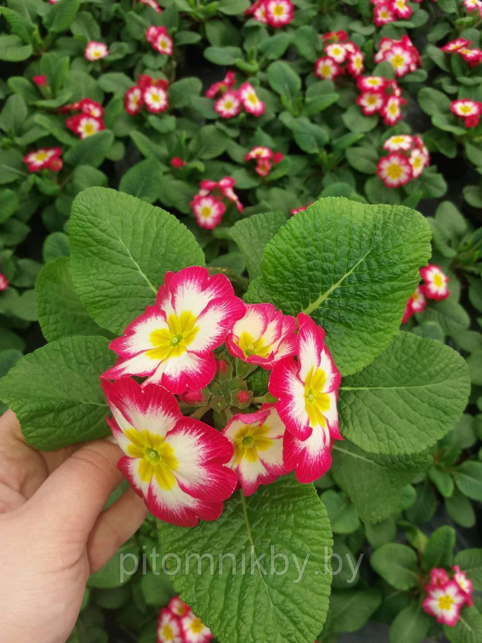 ПРИМУЛА RAMBO MID PINK FLAME