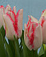 Тюльпаны  сортовые, фото 5