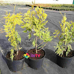 Туя западная "Yellow Ribbon" (Thuja occidentalis) С5