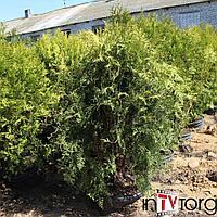 Туя западная "Wagneri" (Thuja occidentalis) С2