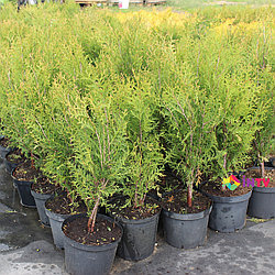 Туя западная "Wagneri" (Thuja occidentalis) С7,5