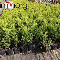 Туя западная "Smaragd" (Thuja occidentalis) P9 15-20см