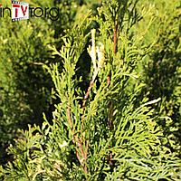 Туя западная "Smaragd Variegata" (Thuja occidentalis) С2