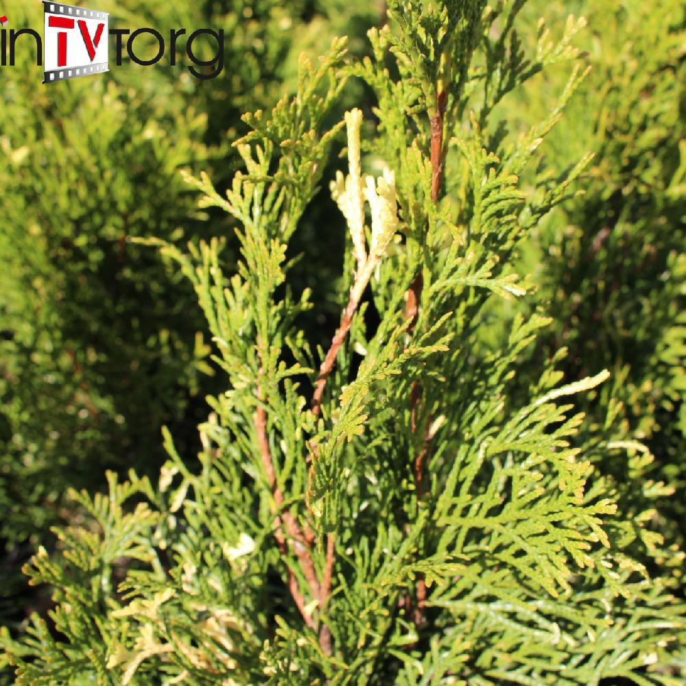 Туя западная "Smaragd Variegata" (Thuja occidentalis) С2 - фото 1 - id-p73552465