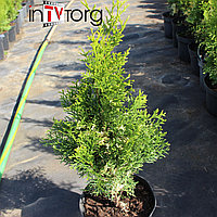 Туя западная "Smaragd Variegata" (Thuja occidentalis) C5