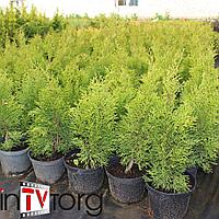 Туя западная "Smaragd Light" (Thuja occidentalis) C5