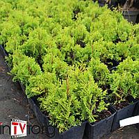 Туя западная "Micky" (Thuja occidentalis) C2