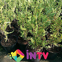 Туя западная "Frieslandia" (Thuja occidentalis) С5