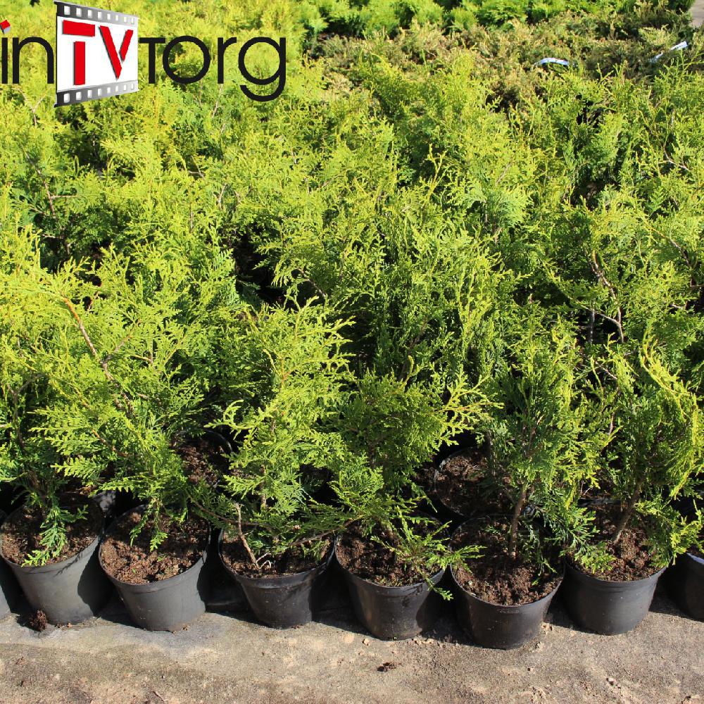 Туя западная "Brabant" (Thuja occidentalis) C2