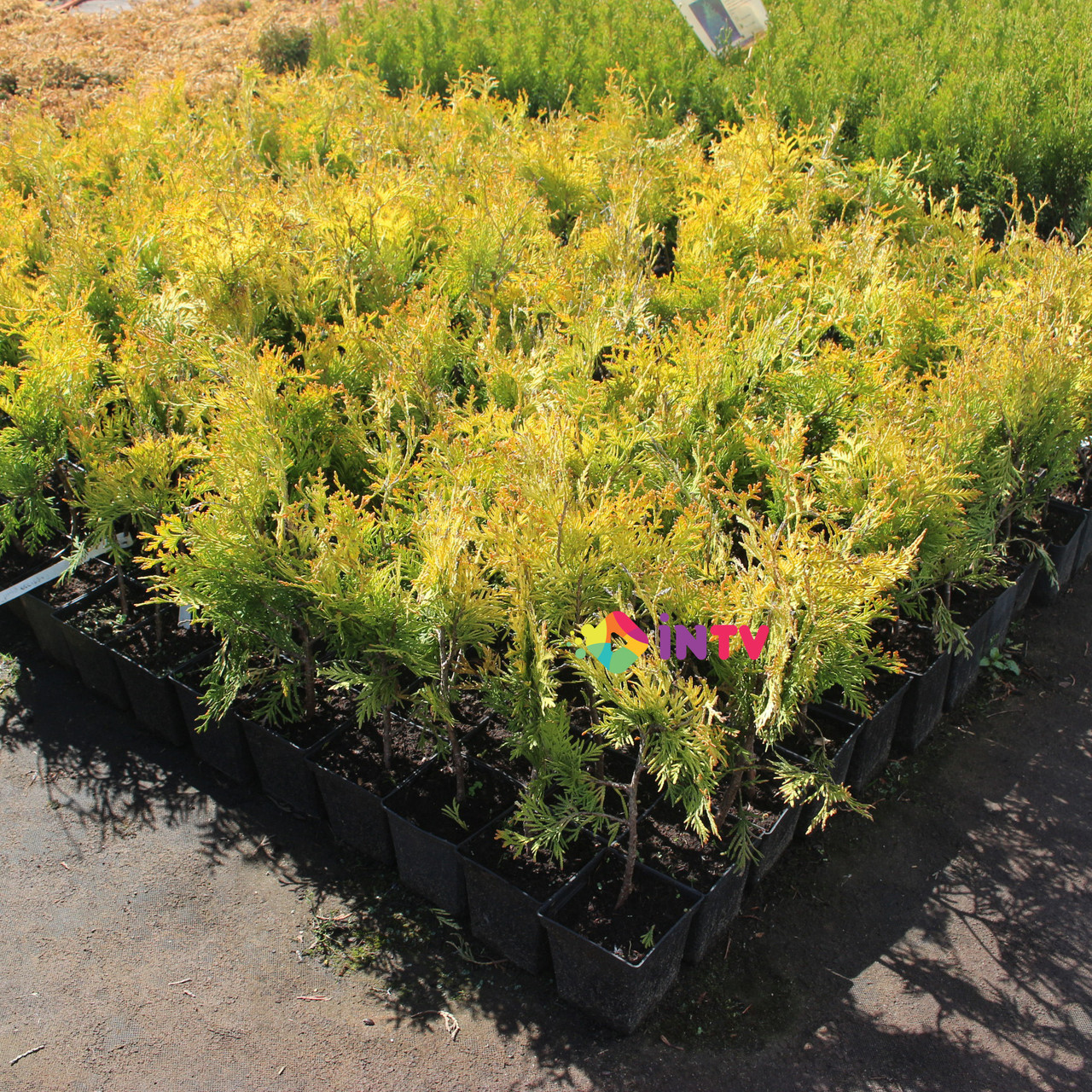 Туя западная "Aurescens" (Thuja occidentalis) C5 - фото 2 - id-p73552492