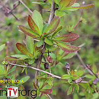 Барбарис Триумф (Berberis Triumph) C5