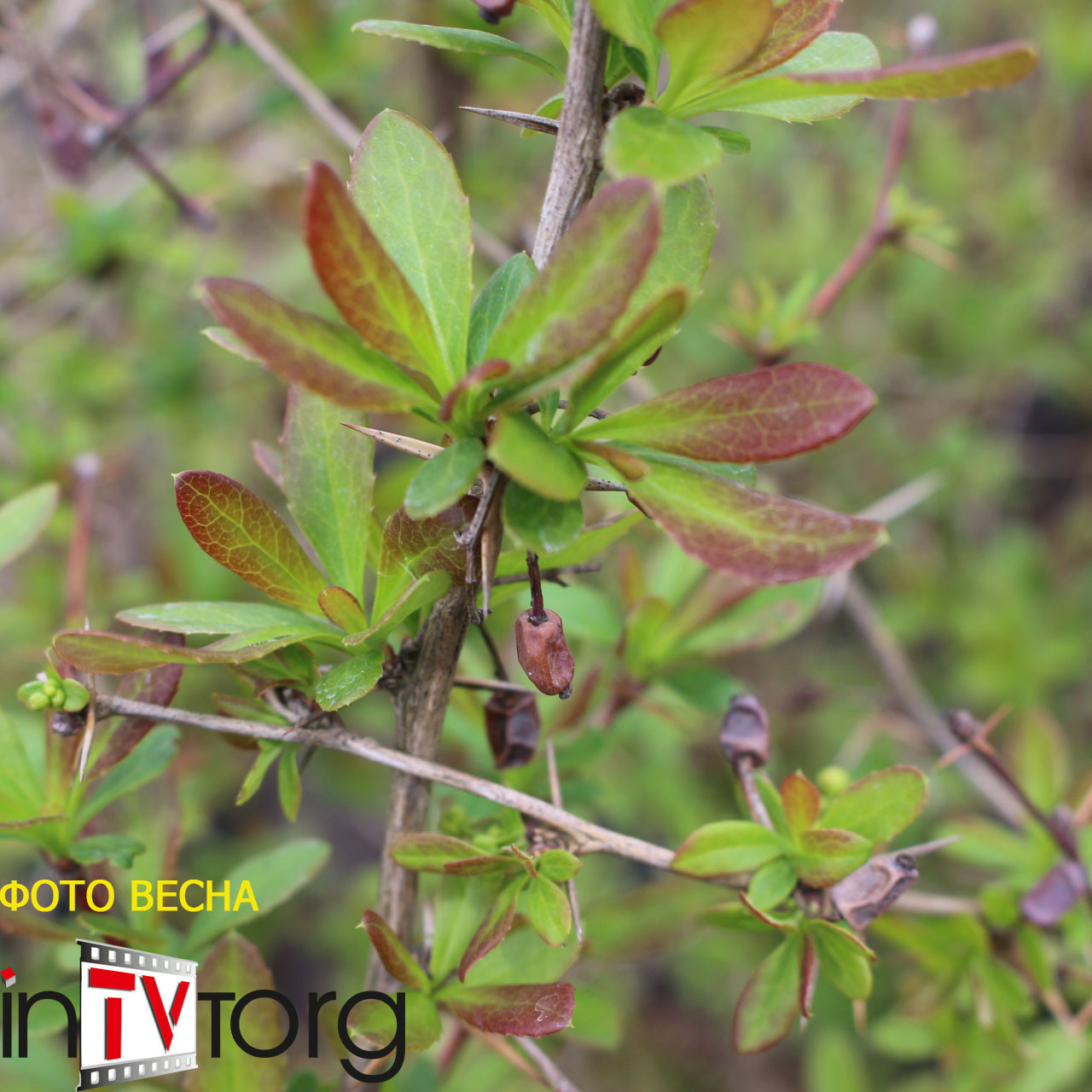 Барбарис Триумф (Berberis Triumph) C5 - фото 1 - id-p73557777