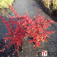 Барбарис средний "Red Jewel" (Berberis media) C5