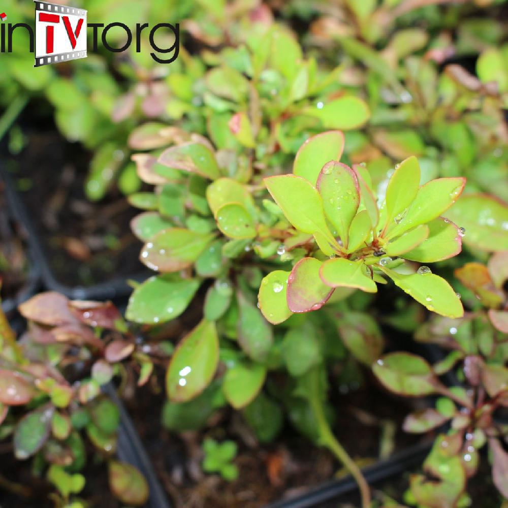 Барбарис Тунберга "Green Carpet" (Berberis thunbergii) С2 - фото 1 - id-p73557784